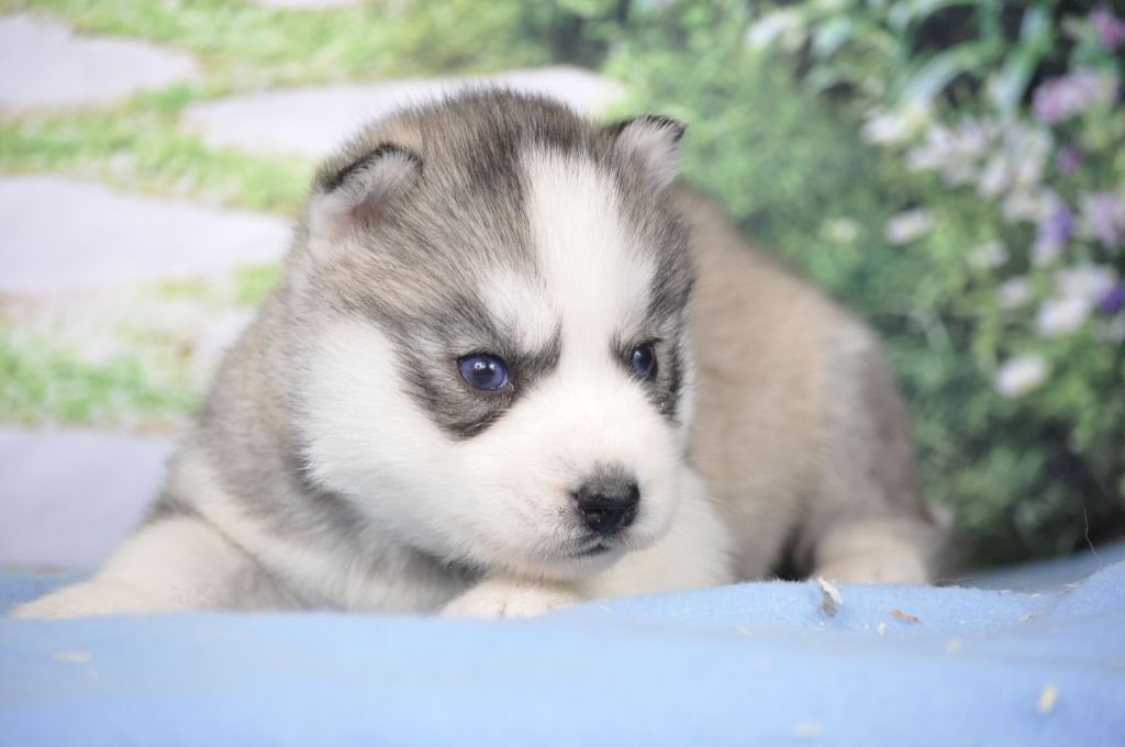 Angel Inside's - Chiot disponible  - Siberian Husky