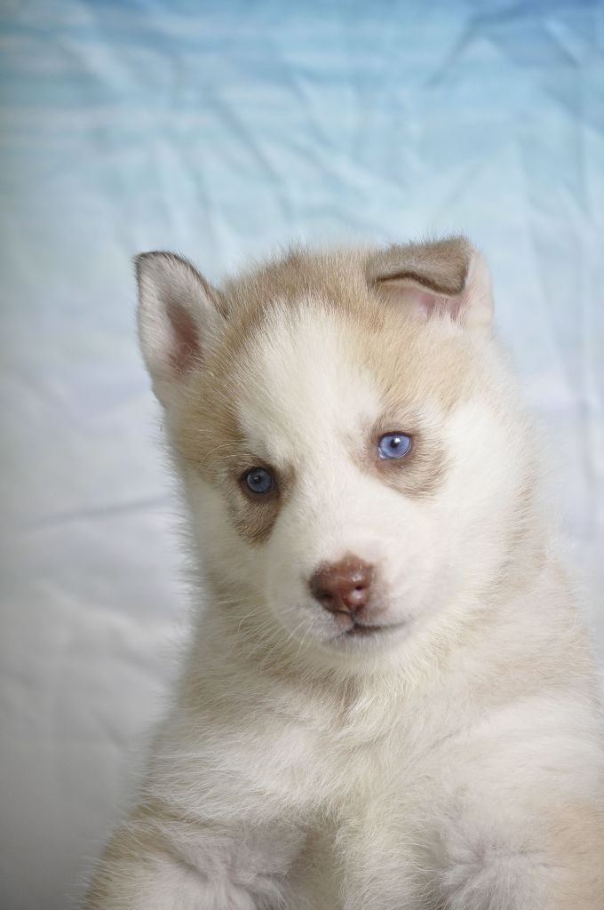 Angel Inside's - Chiot disponible  - Siberian Husky