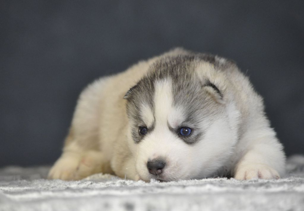 Angel Inside's - Chiot disponible  - Siberian Husky