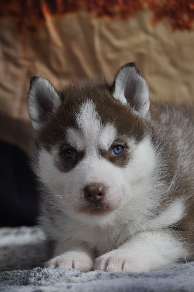 Angel Inside's - Chiot disponible  - Siberian Husky