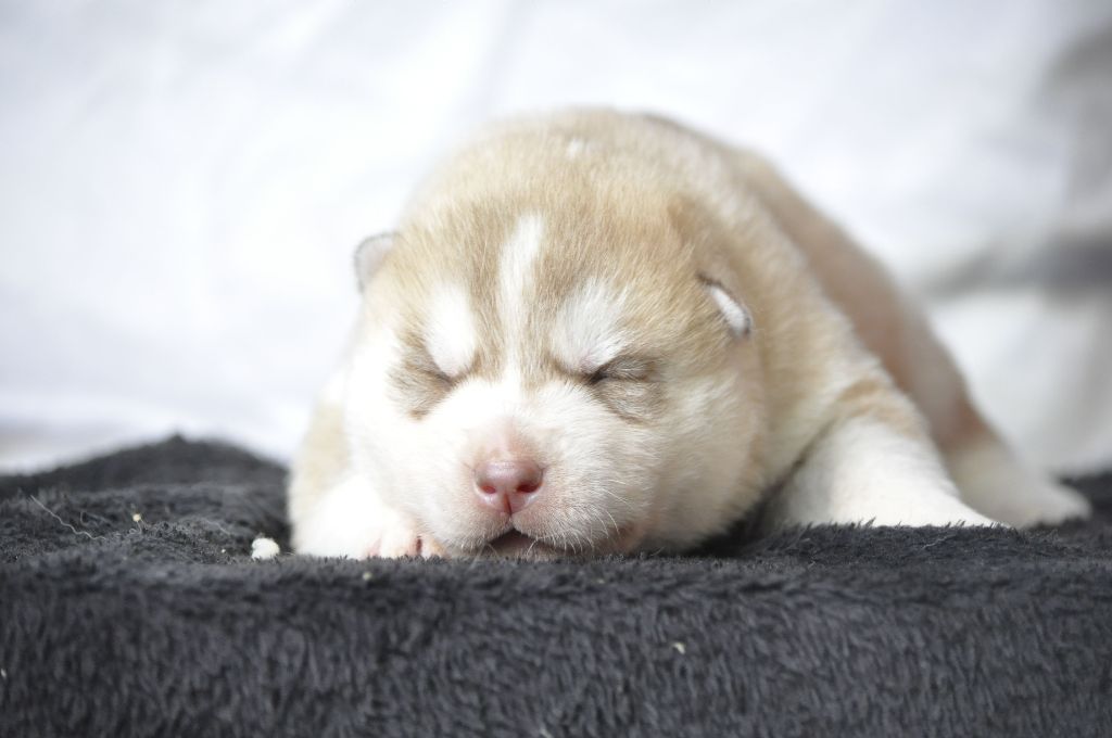 Angel Inside's - Chiot disponible  - Siberian Husky