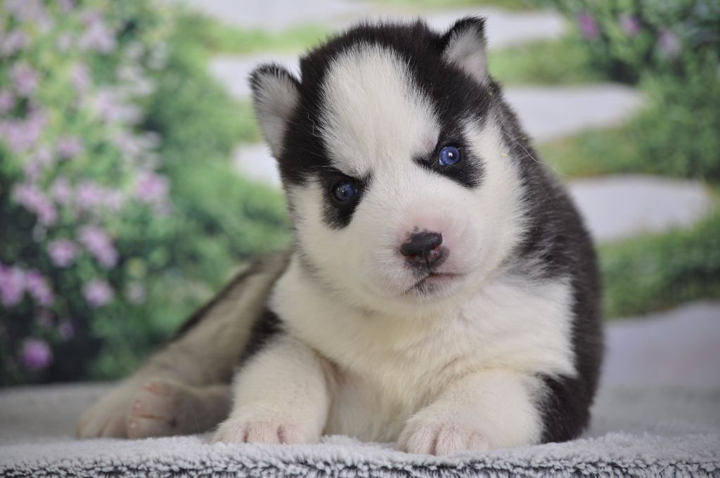 chiot Siberian Husky Angel Inside's