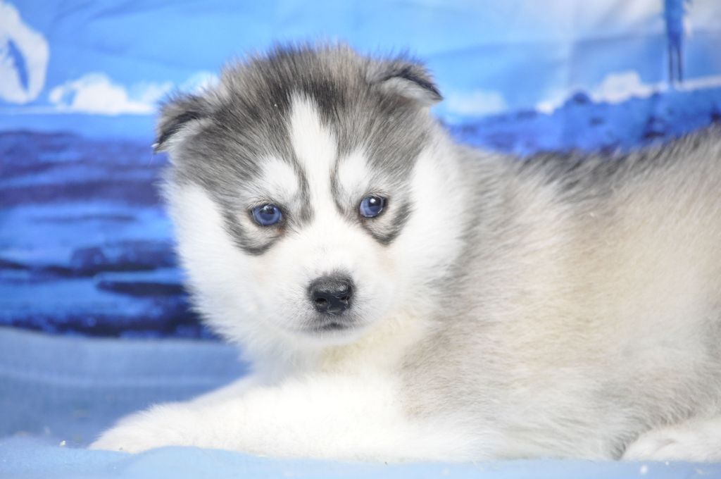 chiot Siberian Husky Angel Inside's