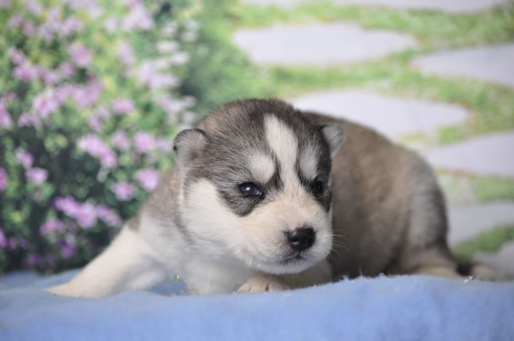 Angel Inside's - Chiot disponible  - Siberian Husky