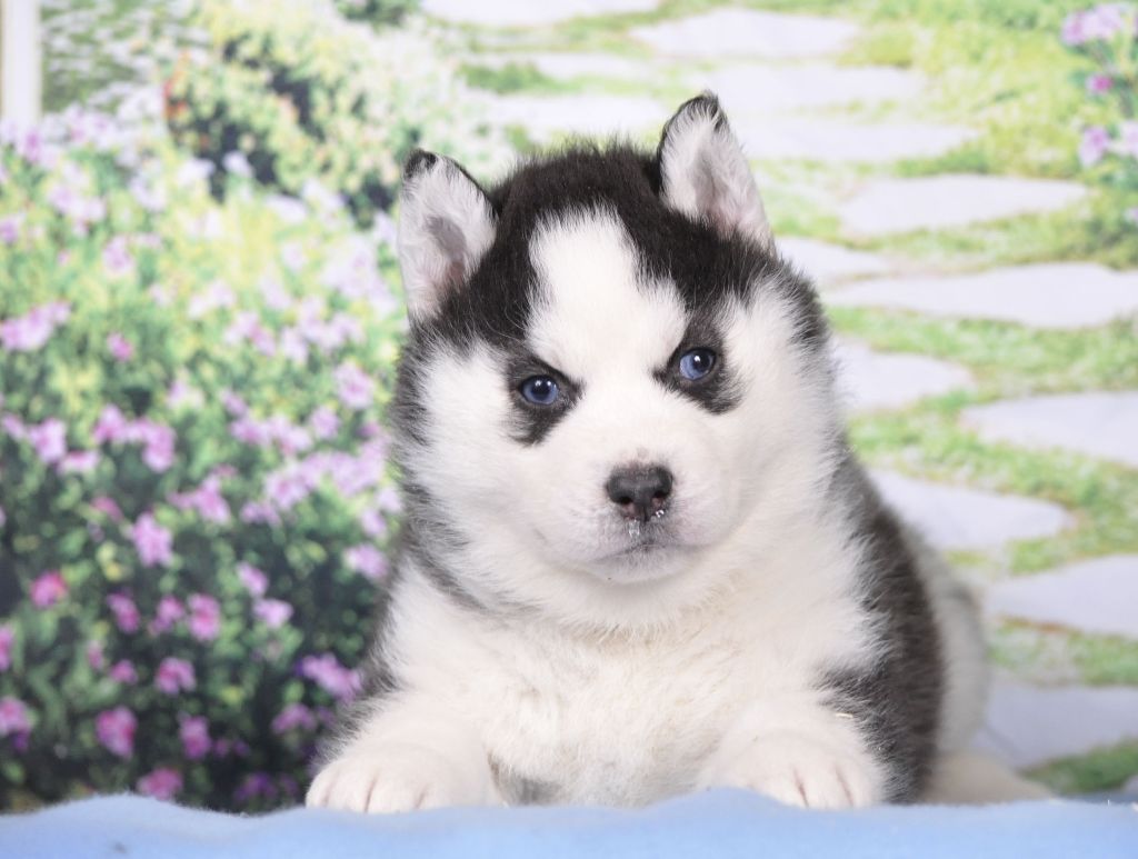 Angel Inside's - Chiot disponible  - Siberian Husky