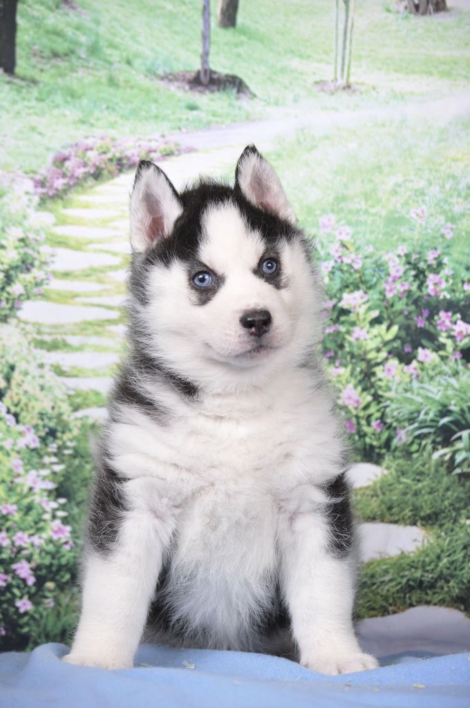 Angel Inside's - Chiot disponible  - Siberian Husky