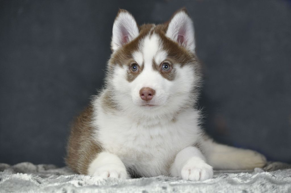 Angel Inside's - Chiot disponible  - Siberian Husky