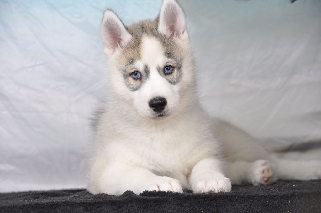 Angel Inside's - Chiot disponible  - Siberian Husky