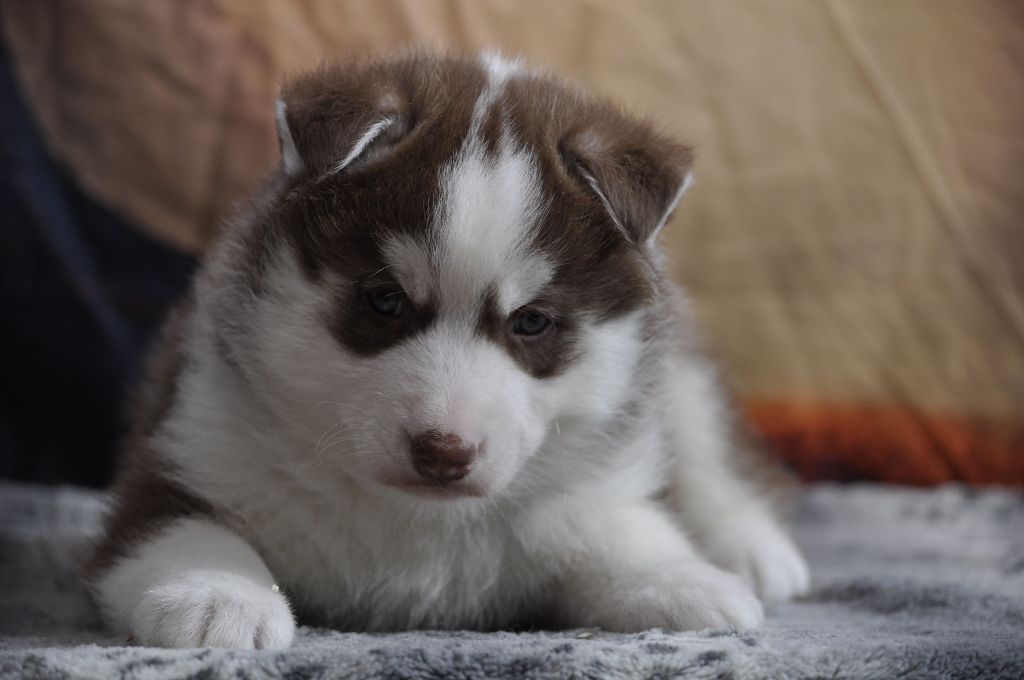 Angel Inside's - Chiot disponible  - Siberian Husky