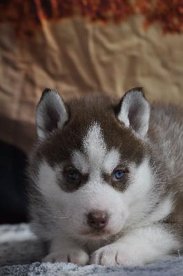 Angel Inside's - Siberian Husky - Portée née le 01/09/2024