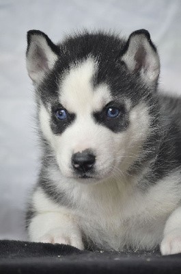 mâle noir yeux bleus