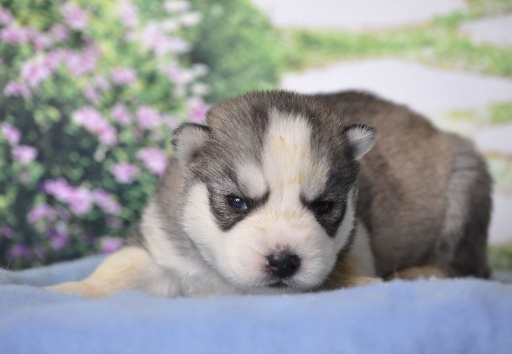 Angel Inside's - Chiot disponible  - Siberian Husky