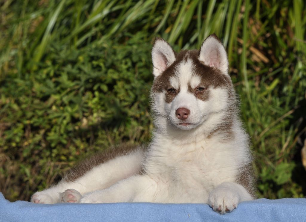 Angel Inside's - Chiot disponible  - Siberian Husky