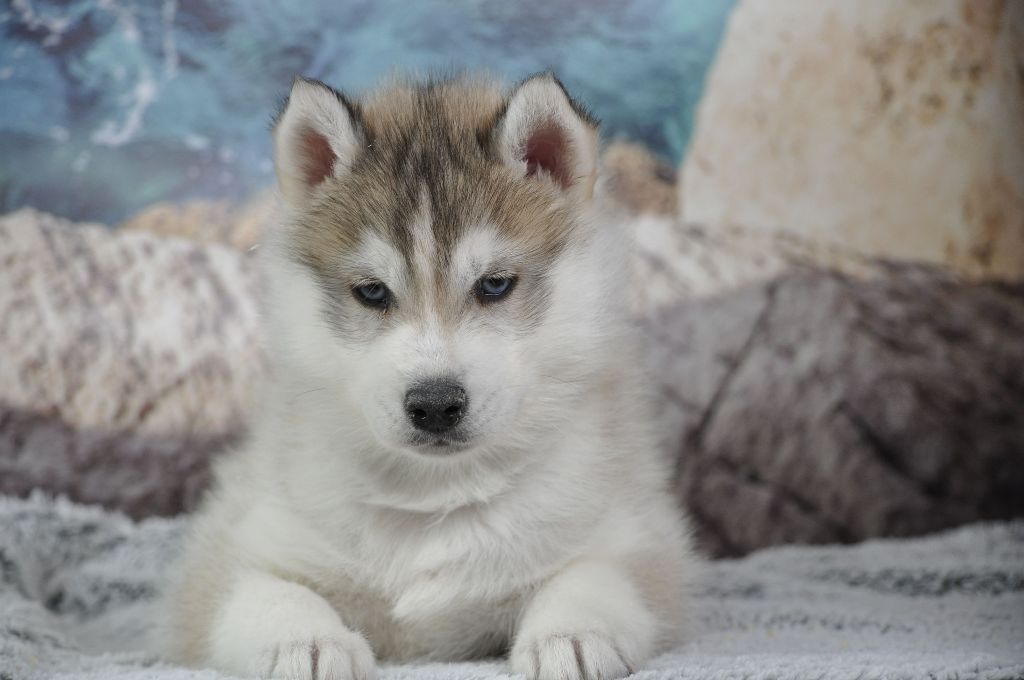 chiot Siberian Husky Angel Inside's