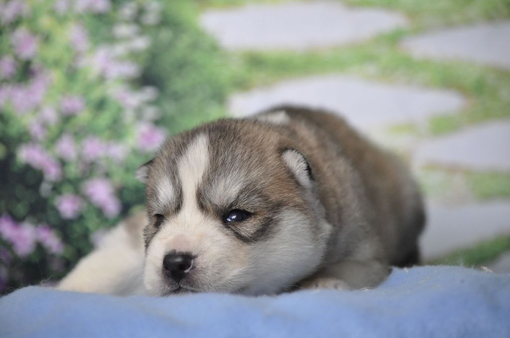 Angel Inside's - Chiot disponible  - Siberian Husky