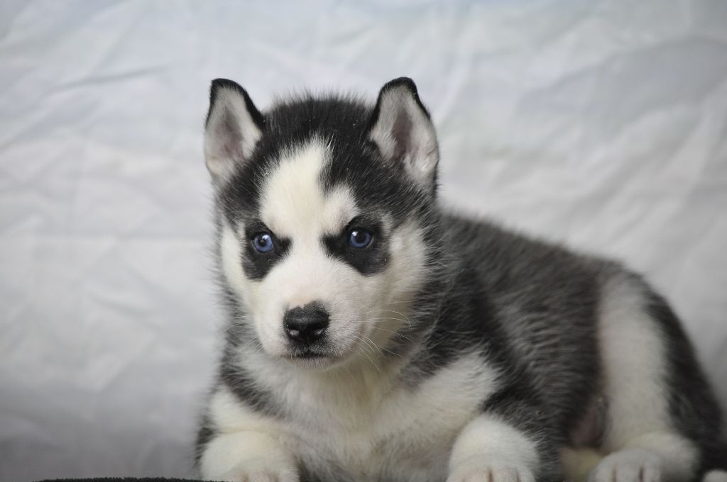 Angel Inside's - Chiot disponible  - Siberian Husky