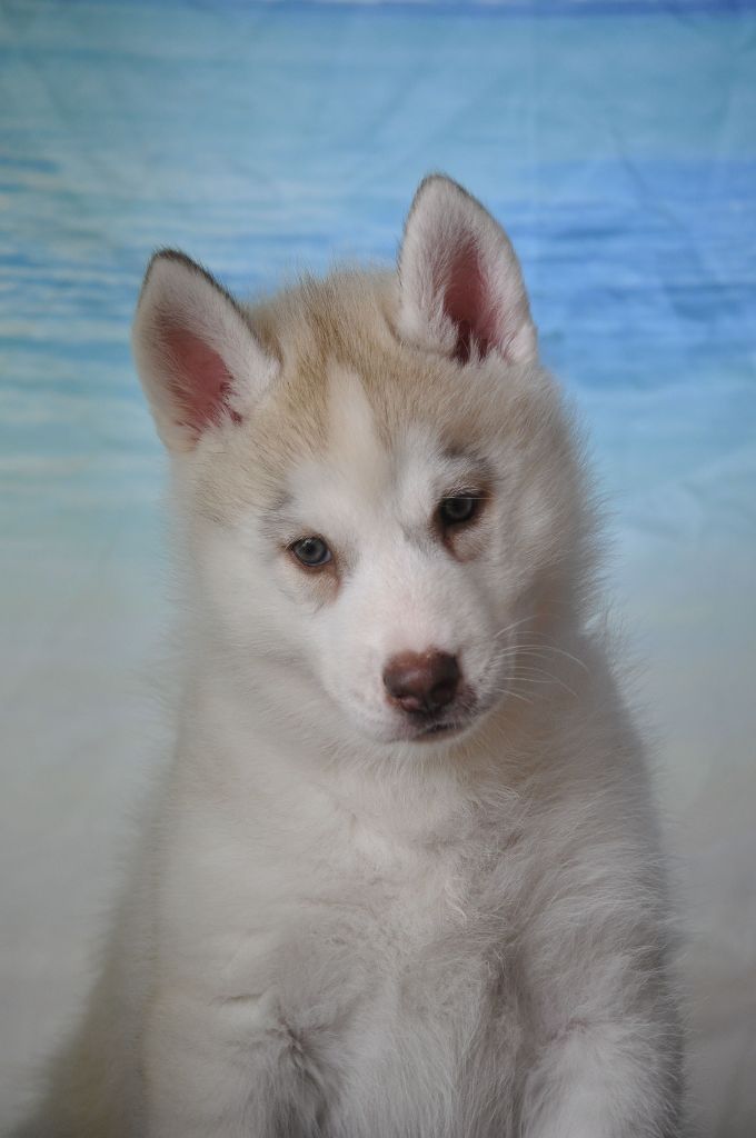 Angel Inside's - Chiot disponible  - Siberian Husky