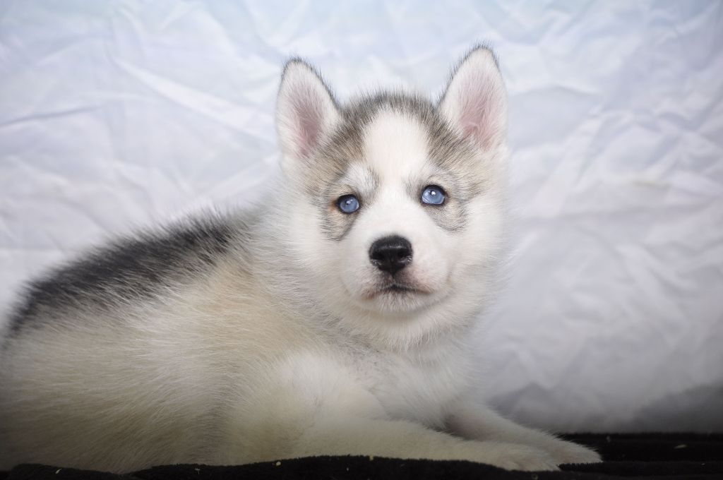 chiot Siberian Husky Angel Inside's