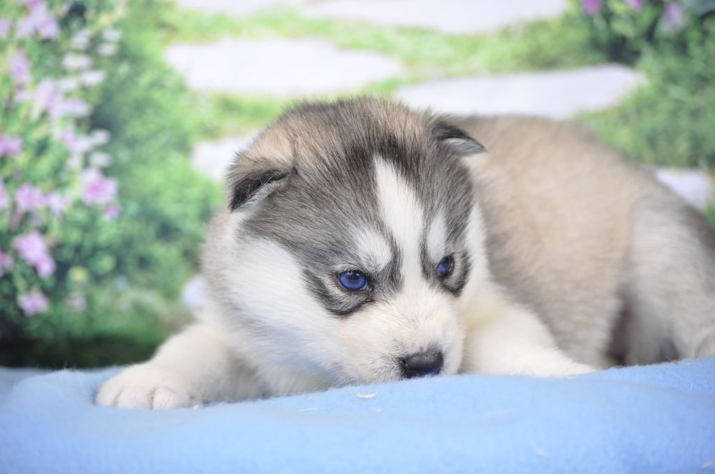 Angel Inside's - Chiot disponible  - Siberian Husky