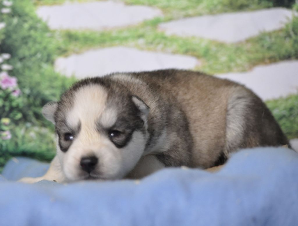 Angel Inside's - Chiot disponible  - Siberian Husky