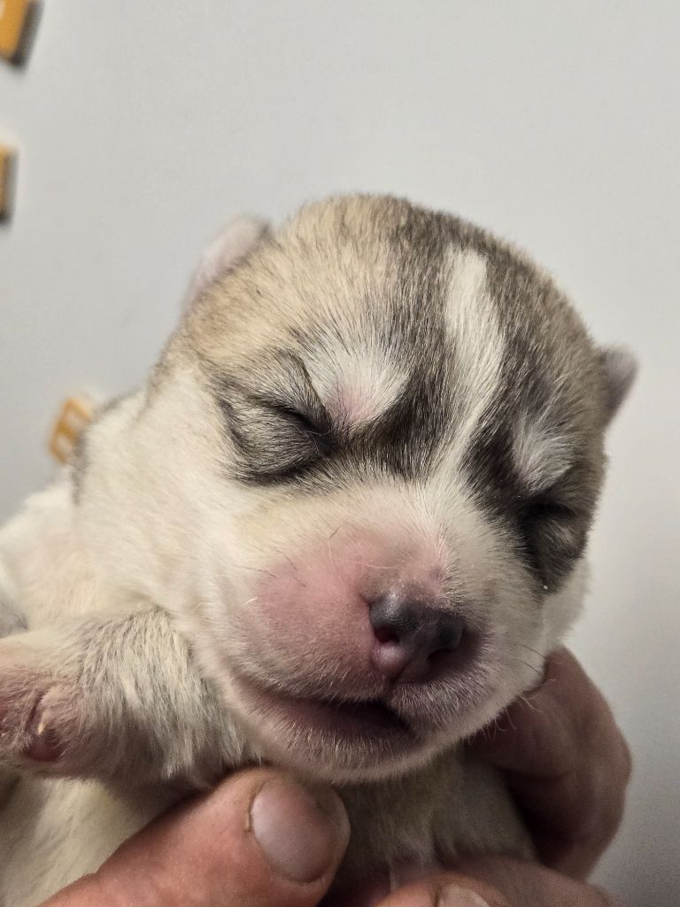 Angel Inside's - Chiot disponible  - Siberian Husky