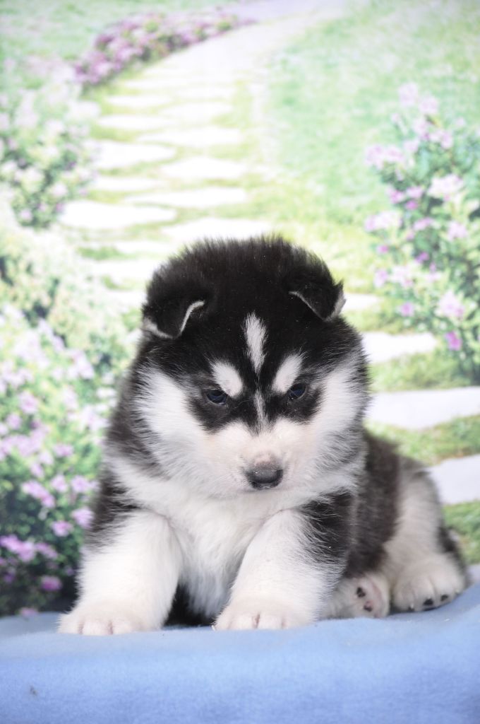 Angel Inside's - Chiot disponible  - Siberian Husky