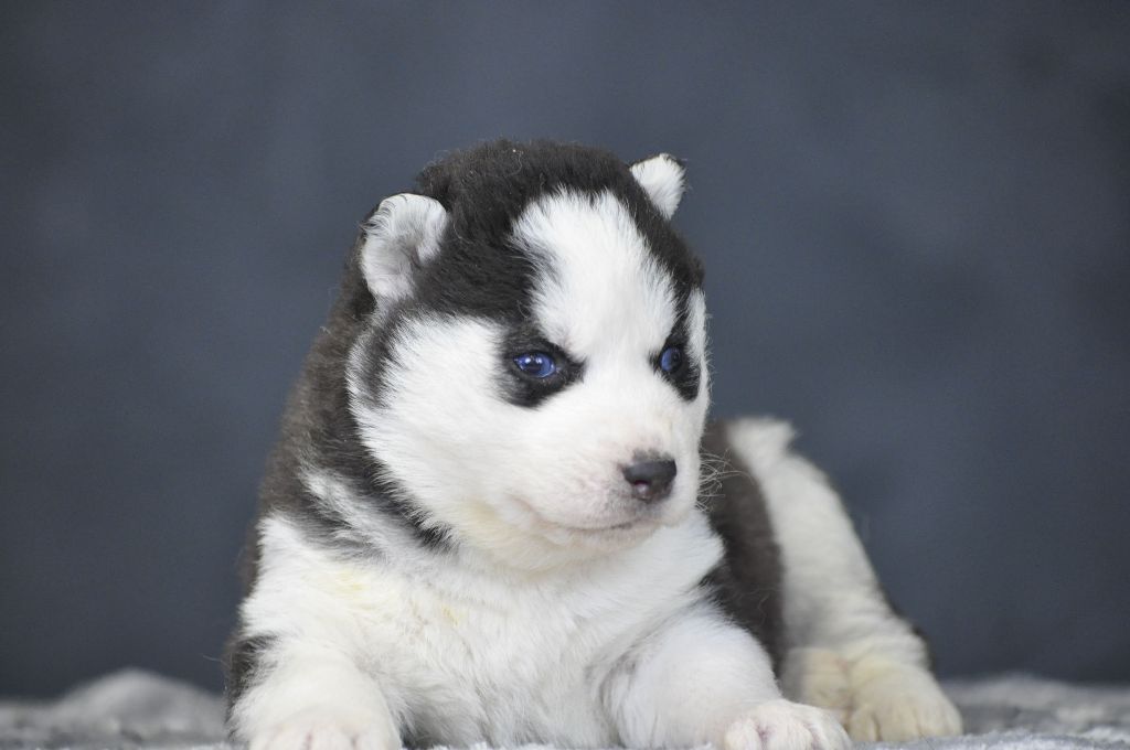 Angel Inside's - Chiot disponible  - Siberian Husky