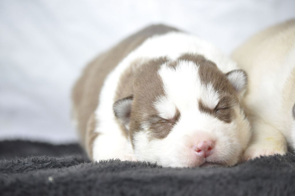 Angel Inside's - Chiot disponible  - Siberian Husky