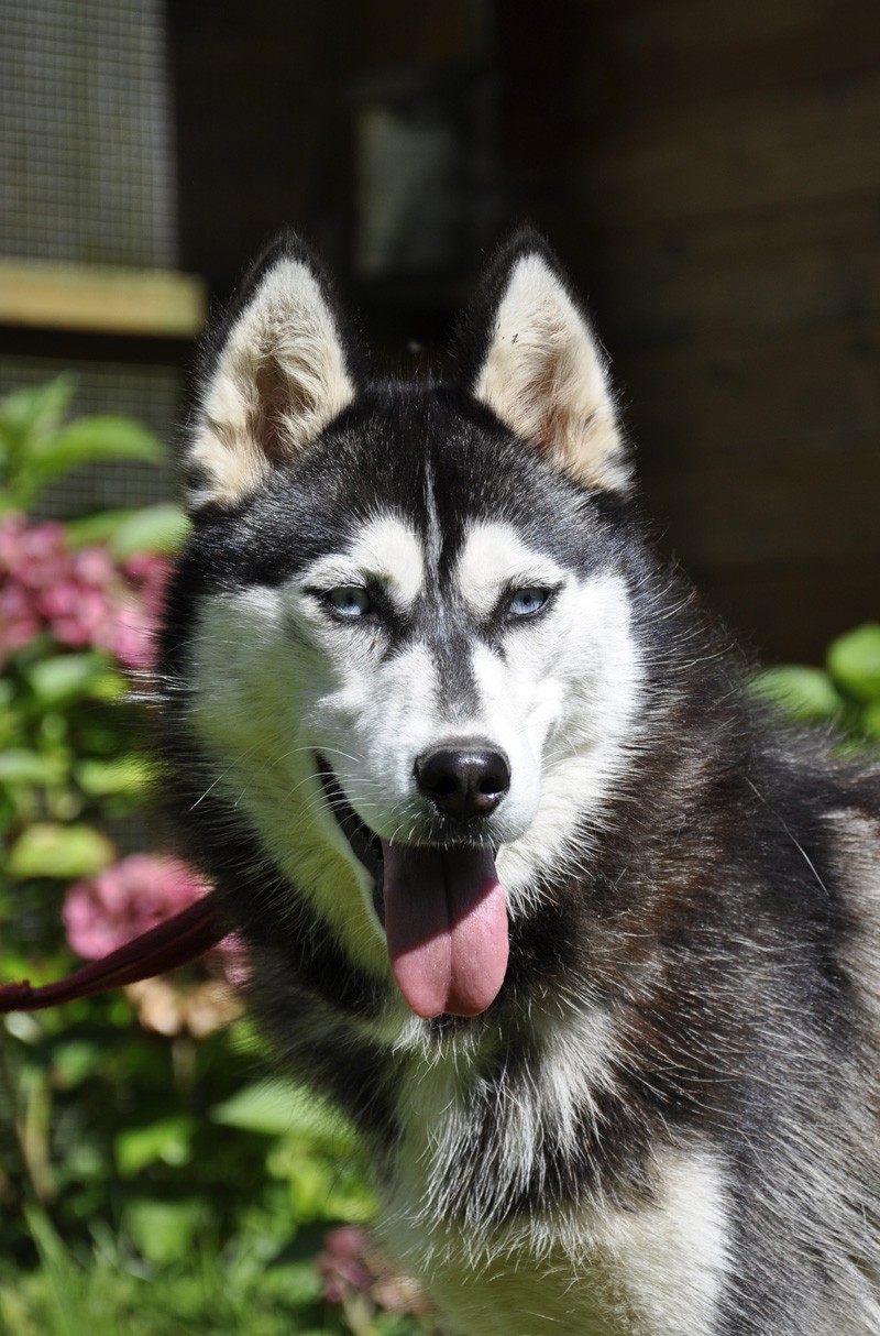 Magic Wolf Illinka
