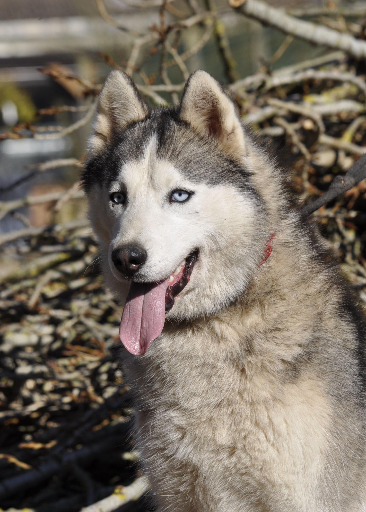 Ona Des Loups Des Pyrenees