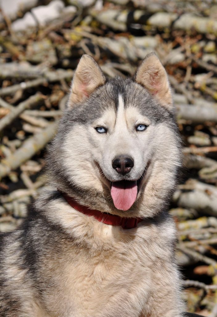 Oane Des Loups Des Pyrenees