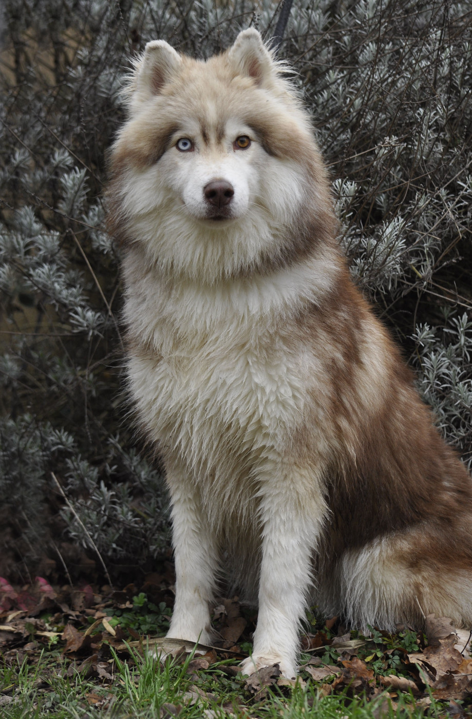 Angel Inside's - jeune mâle disponible