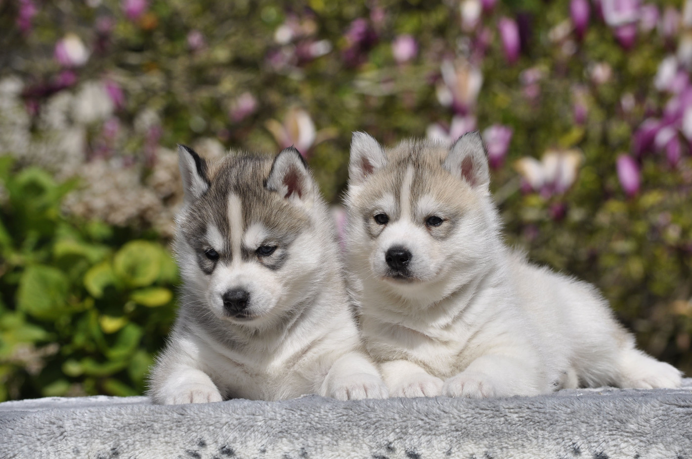 Angel Inside's - nouvelles photos