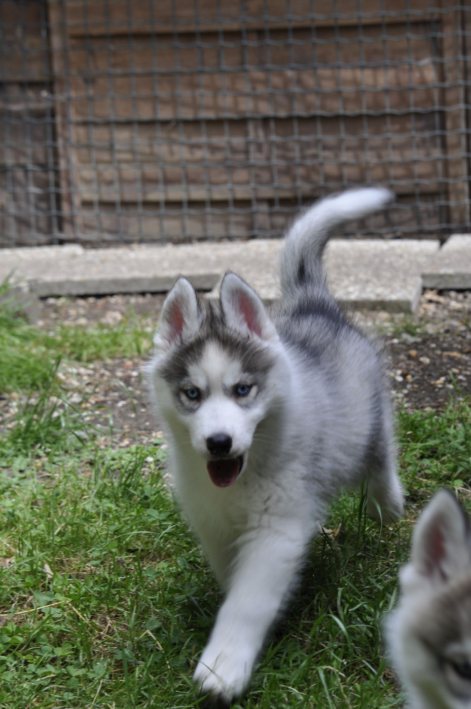 Angel Inside's - nouvelles photos des chiots