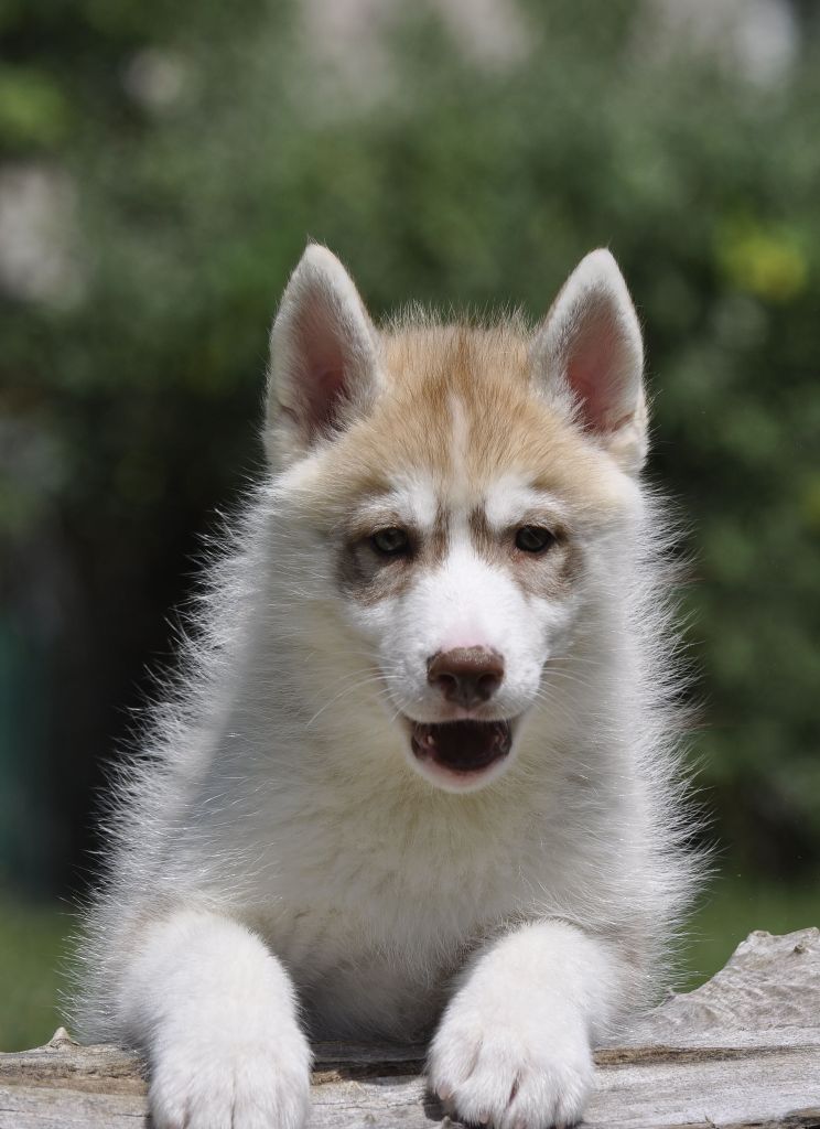 Angel Inside's - 3 chiots disponibles