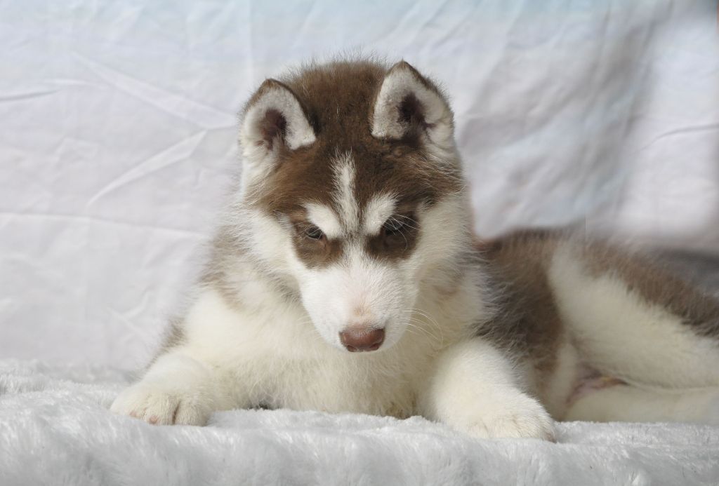 beau mâle disponible