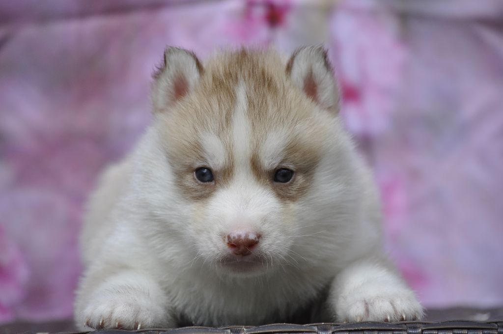 Angel Inside's - Chiots disponibles - Siberian Husky