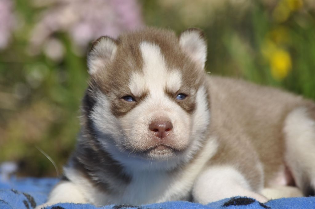 Angel Inside's - Chiots disponibles - Siberian Husky