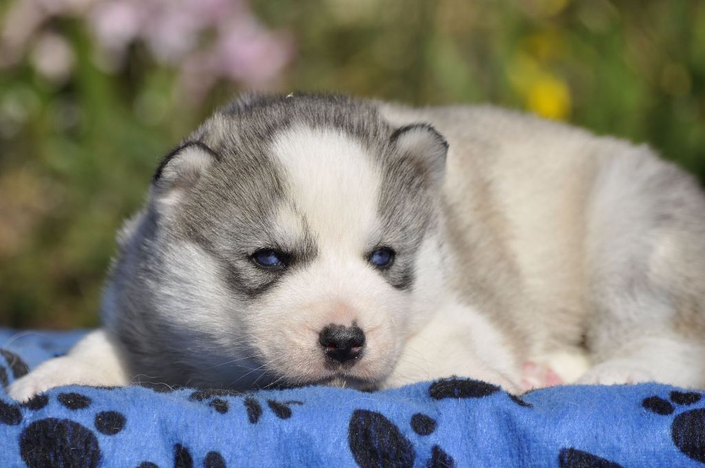 Angel Inside's - Chiots disponibles - Siberian Husky