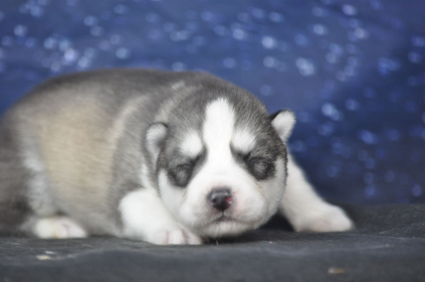 Angel Inside's - Chiots disponibles - Siberian Husky