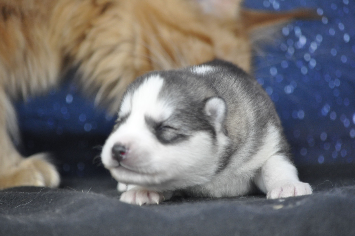 Angel Inside's - Chiots disponibles - Siberian Husky
