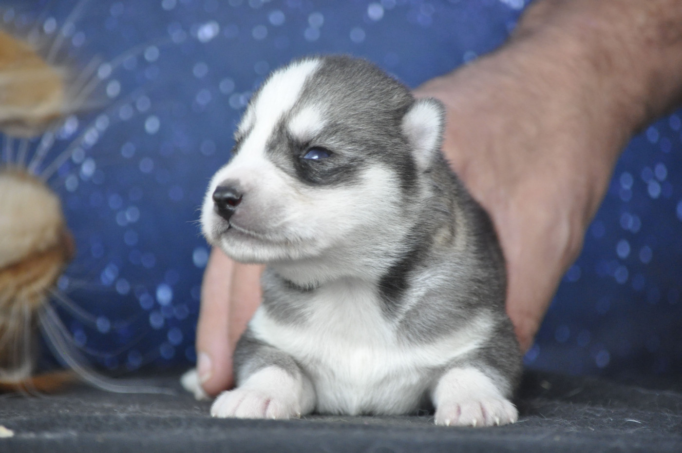 Angel Inside's - Chiots disponibles - Siberian Husky