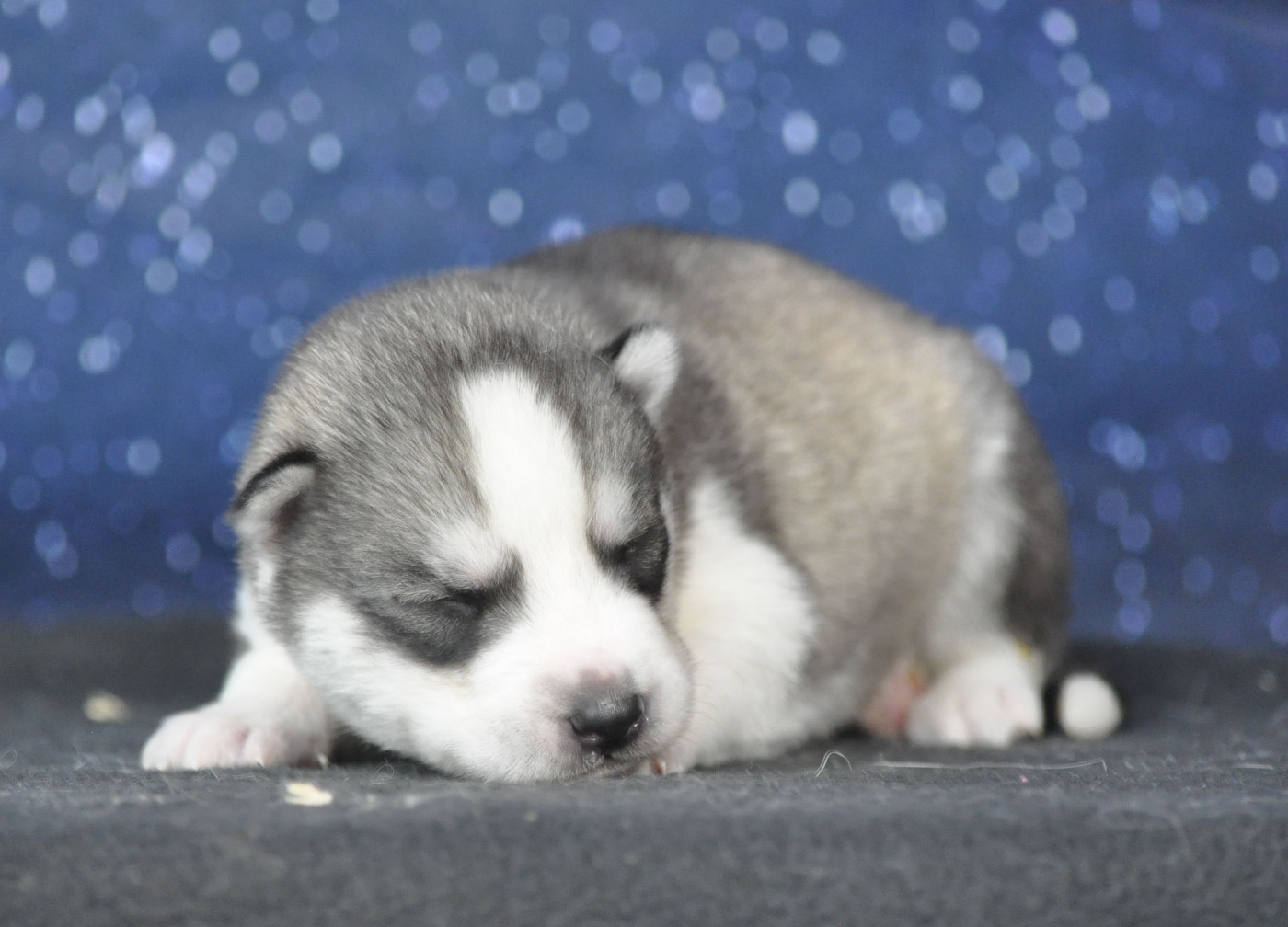 Angel Inside's - Chiots disponibles - Siberian Husky