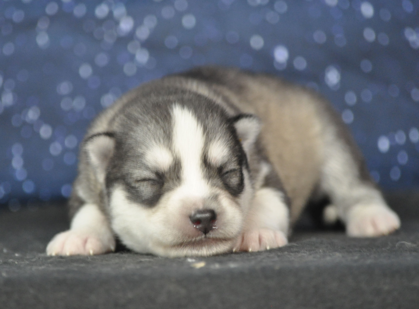 Angel Inside's - Chiots disponibles - Siberian Husky