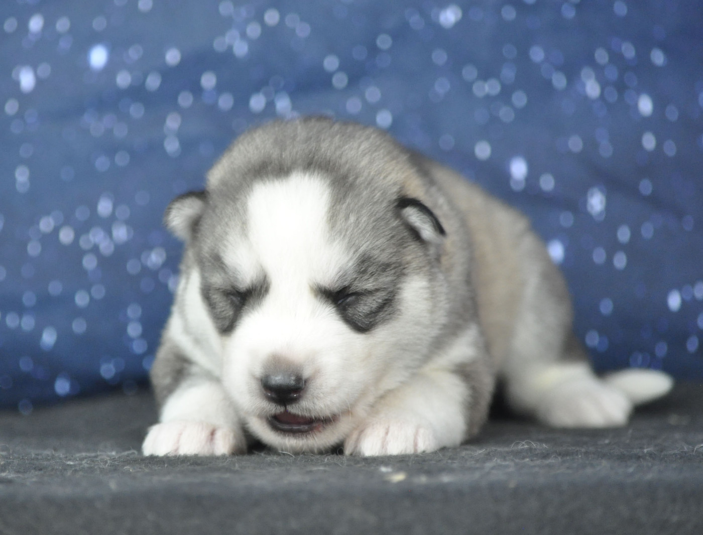 Angel Inside's - Chiots disponibles - Siberian Husky