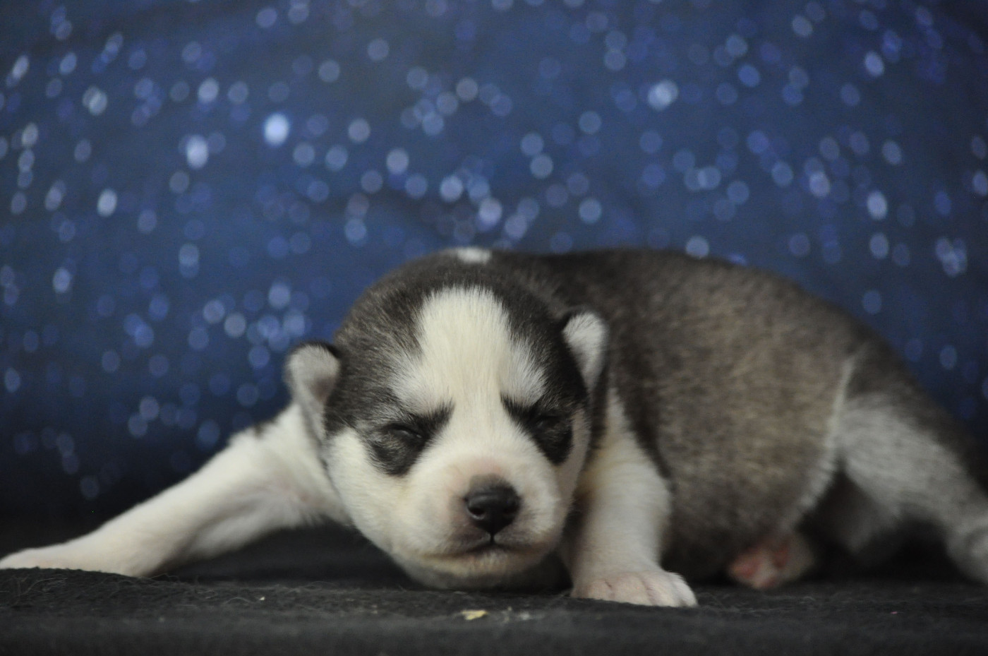 Angel Inside's - Chiots disponibles - Siberian Husky