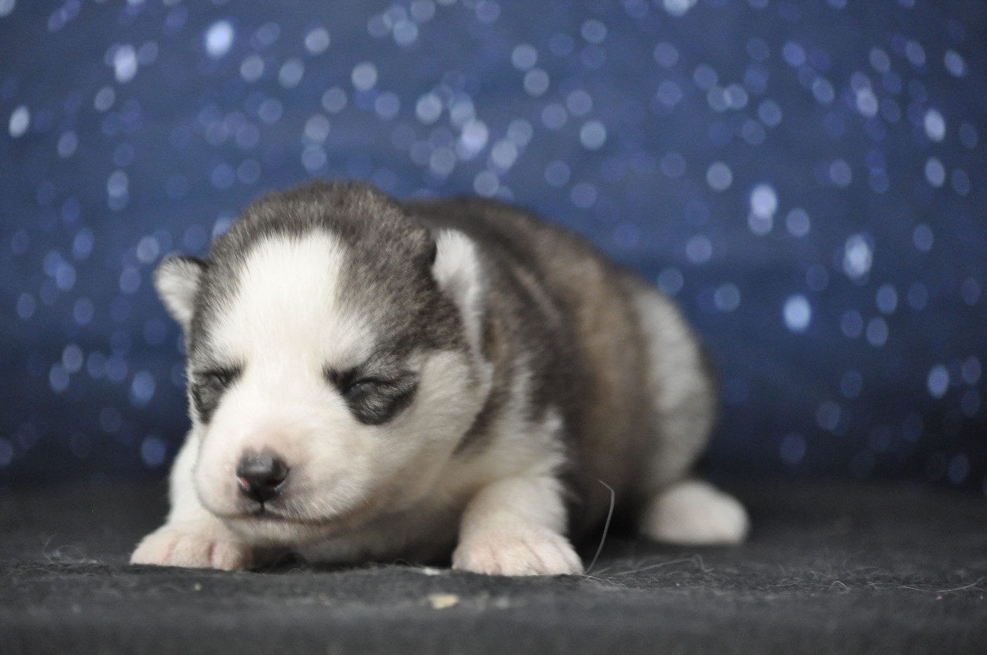 Angel Inside's - Chiots disponibles - Siberian Husky