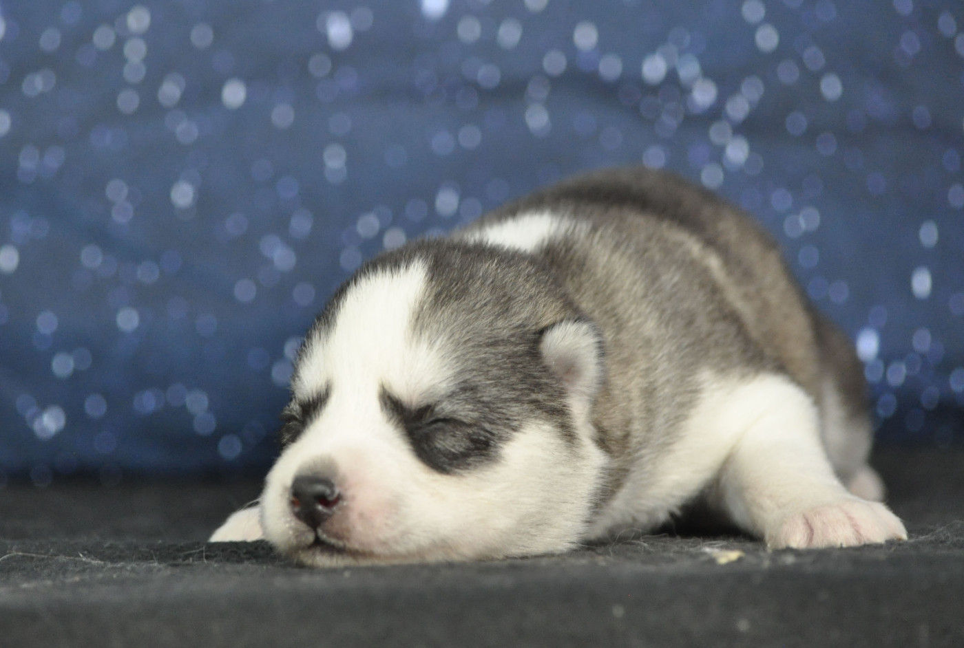 Angel Inside's - Chiots disponibles - Siberian Husky