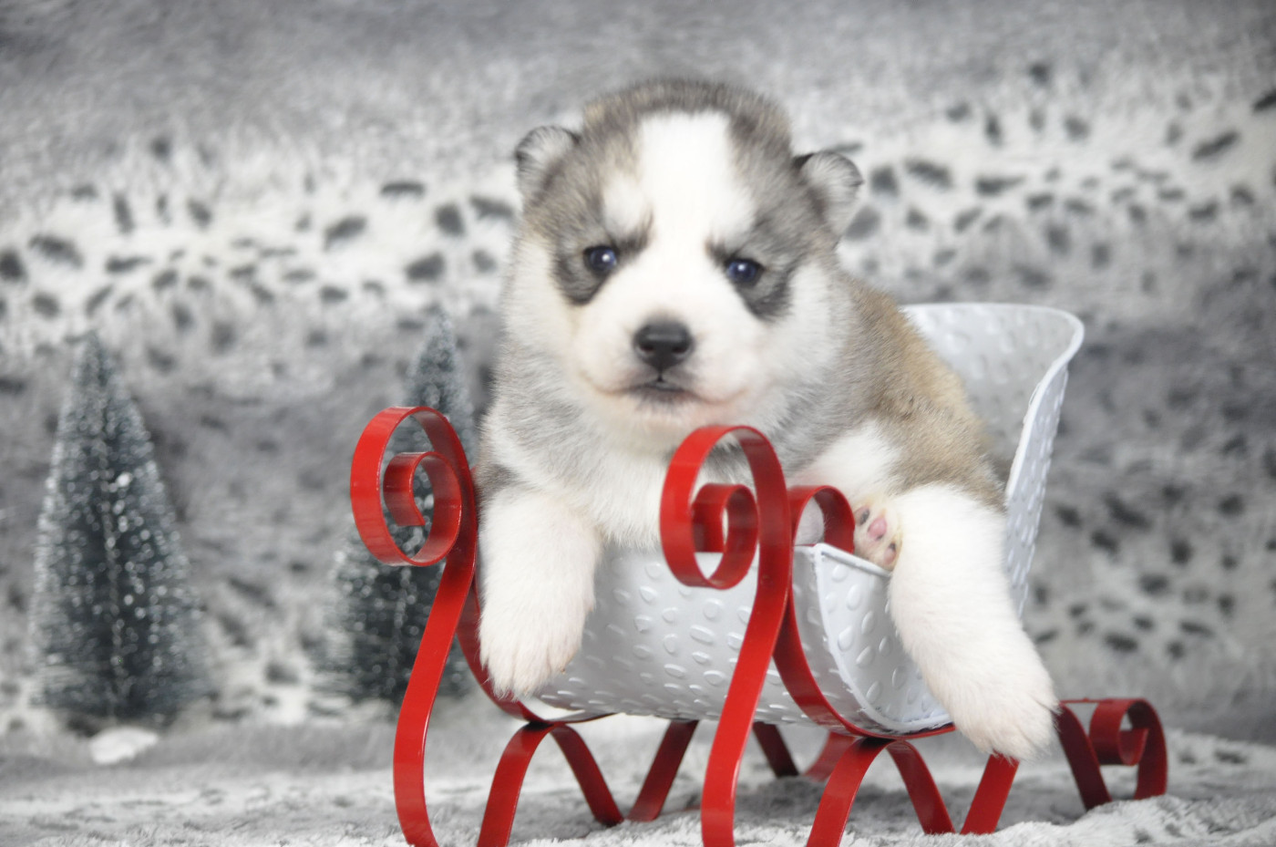Angel Inside's - Chiots disponibles - Siberian Husky
