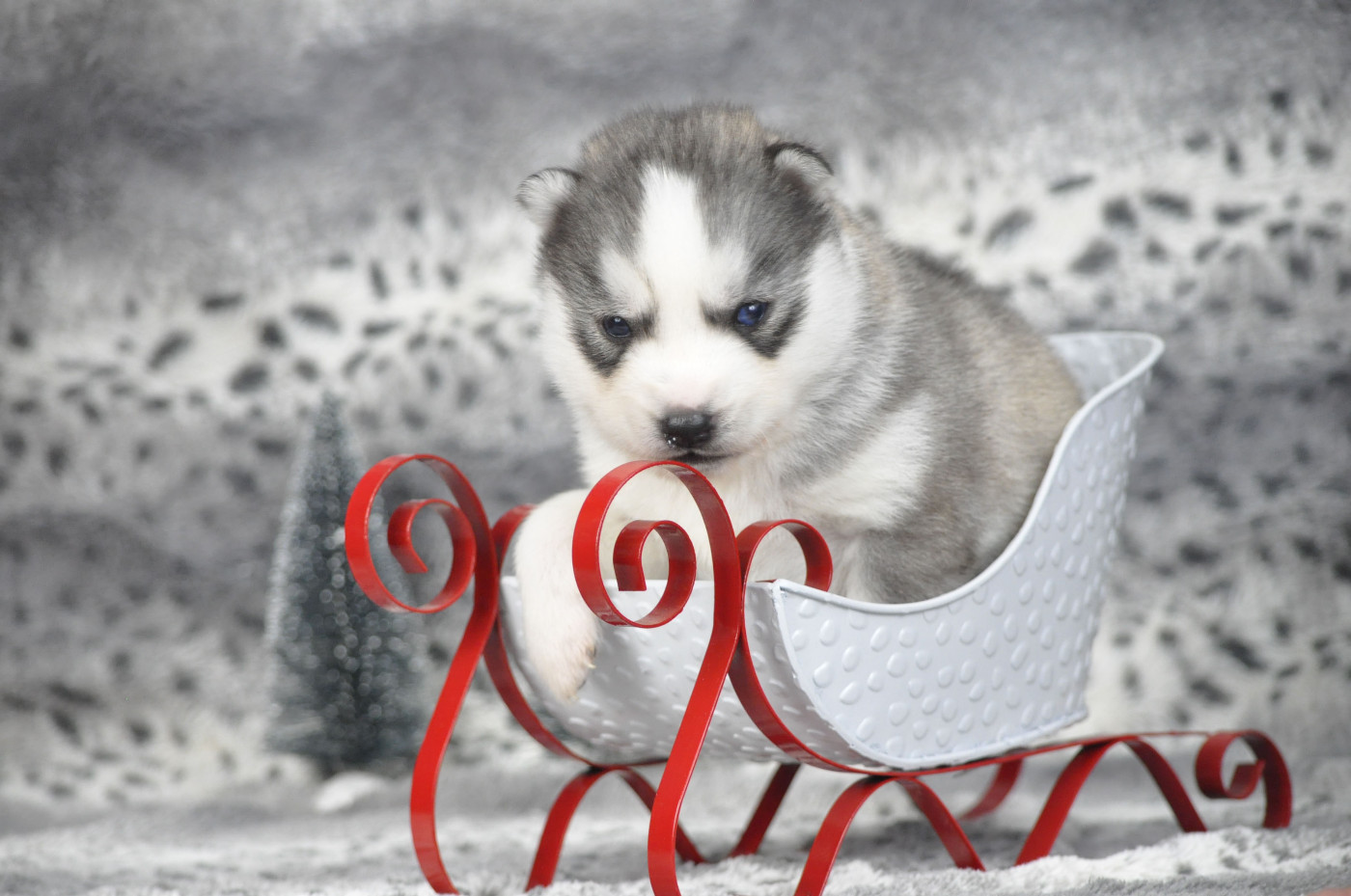Angel Inside's - Chiots disponibles - Siberian Husky